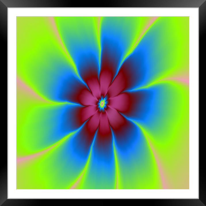 Daisy in Burgundy and Blue Framed Mounted Print by Colin Forrest