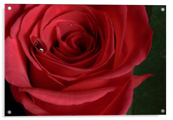 Single Red Rose Acrylic by Wayne Molyneux