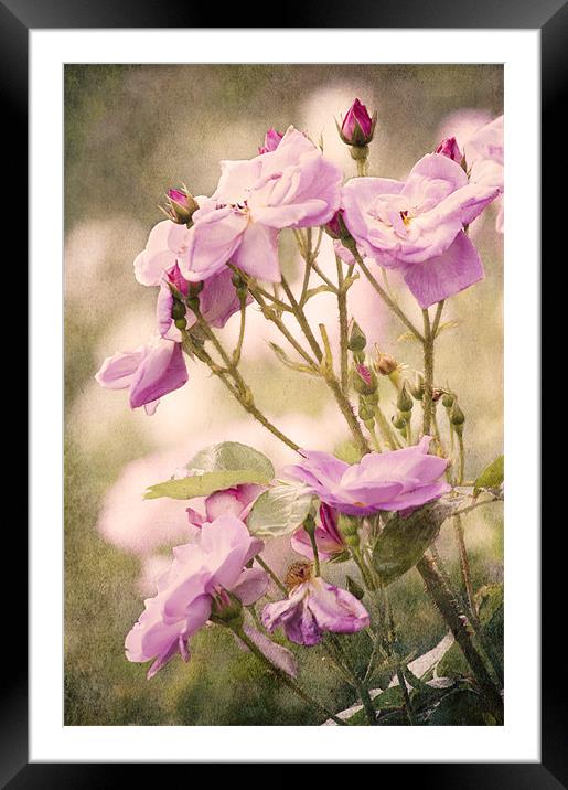 I never Promised you a Rose Garden Framed Mounted Print by Dawn Cox