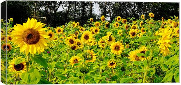 Sunflowers Canvas Print by Trevor Kersley RIP