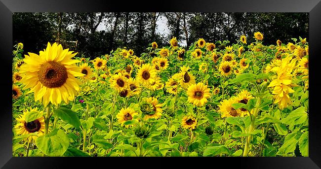 Sunflowers Framed Print by Trevor Kersley RIP