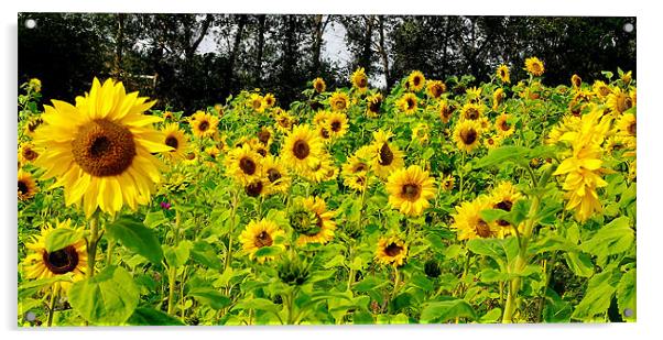Sunflowers Acrylic by Trevor Kersley RIP