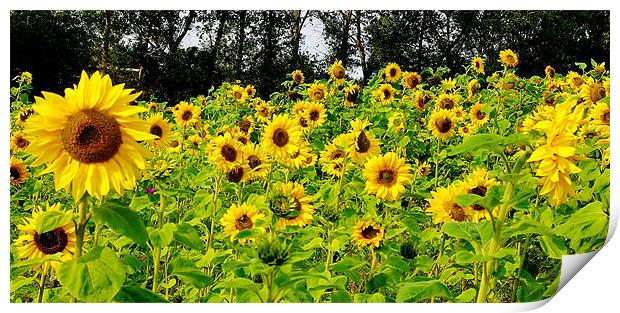 Sunflowers Print by Trevor Kersley RIP