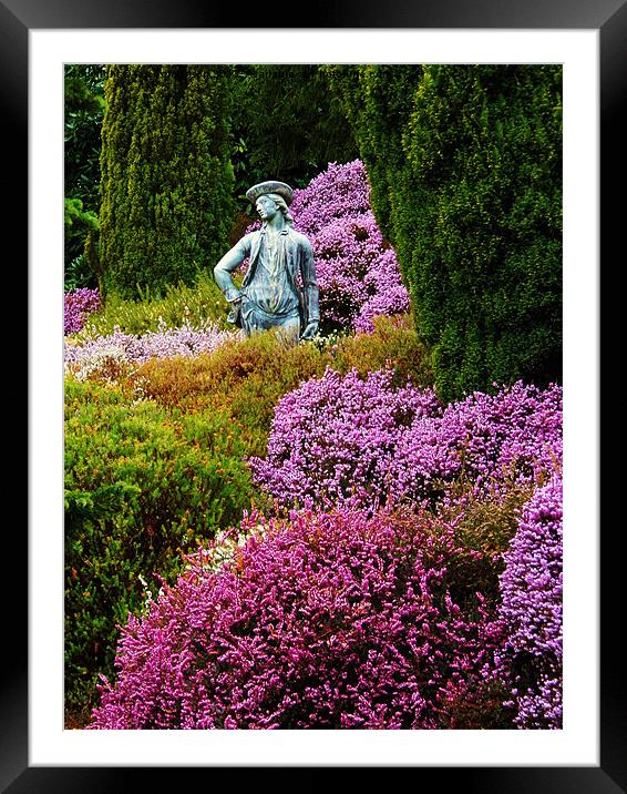 Out of the Heather Framed Mounted Print by Ian Tomkinson