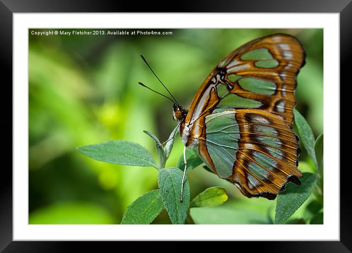 Malachite Butterfly Framed Mounted Print by Mary Fletcher