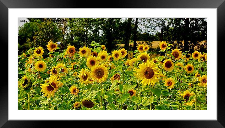 Sunflowers Framed Mounted Print by Trevor Kersley RIP