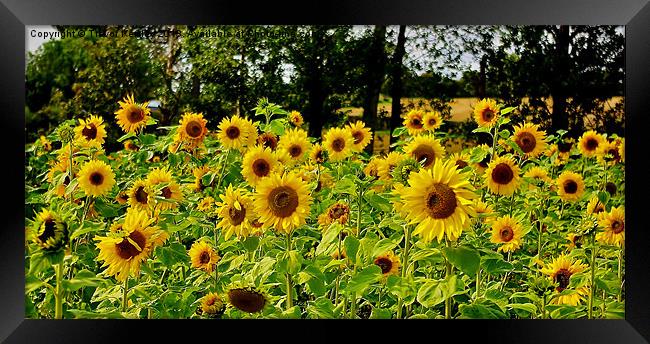 Sunflowers Framed Print by Trevor Kersley RIP