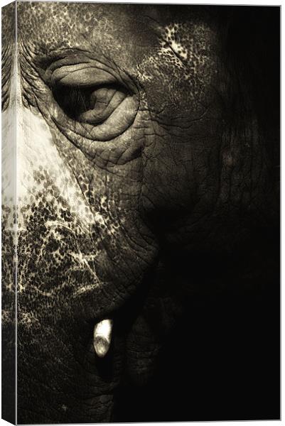 Elephantus Canvas Print by Chris Manfield