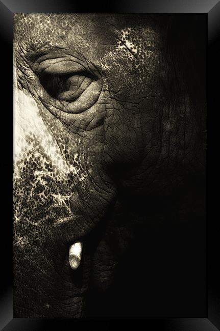 Elephantus Framed Print by Chris Manfield