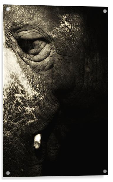Elephantus Acrylic by Chris Manfield