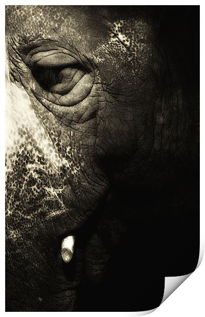 Elephantus Print by Chris Manfield