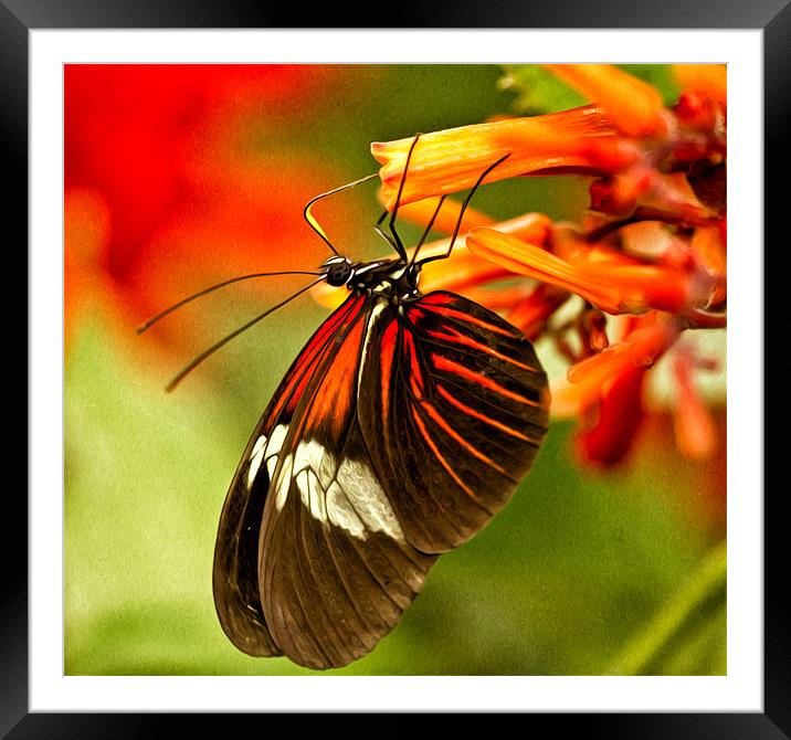 The Butterfly Effect. Framed Mounted Print by paul cowles