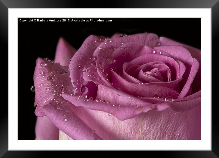 Raindrops on roses Framed Mounted Print by Barbara Ambrose