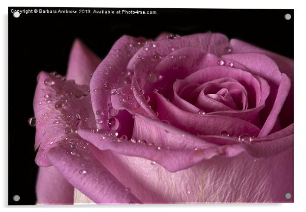 Raindrops on roses Acrylic by Barbara Ambrose