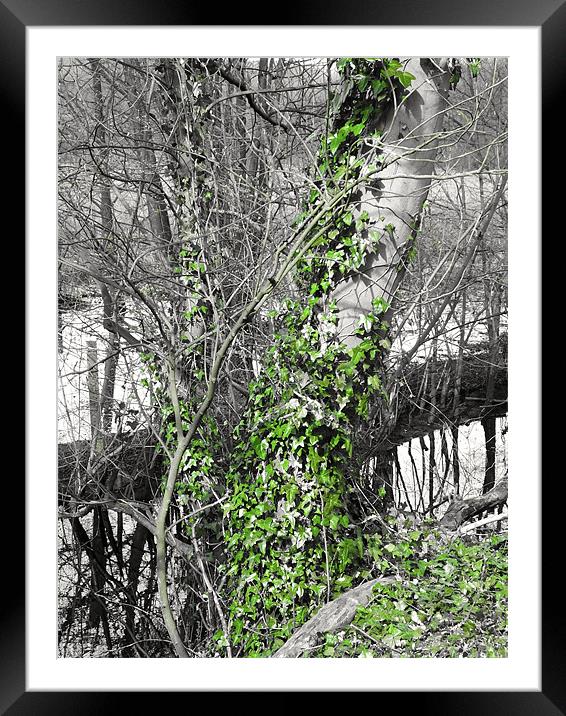 Ivy Climb Framed Mounted Print by Brian Spooner