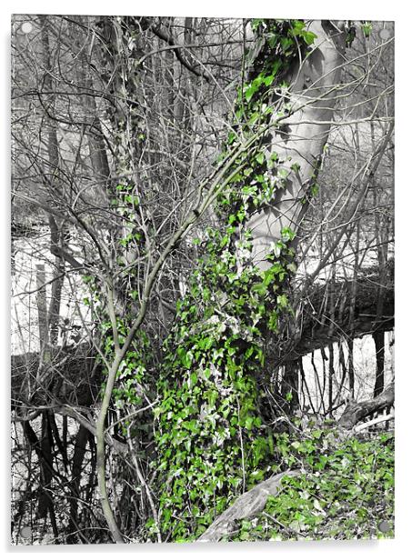 Ivy Climb Acrylic by Brian Spooner