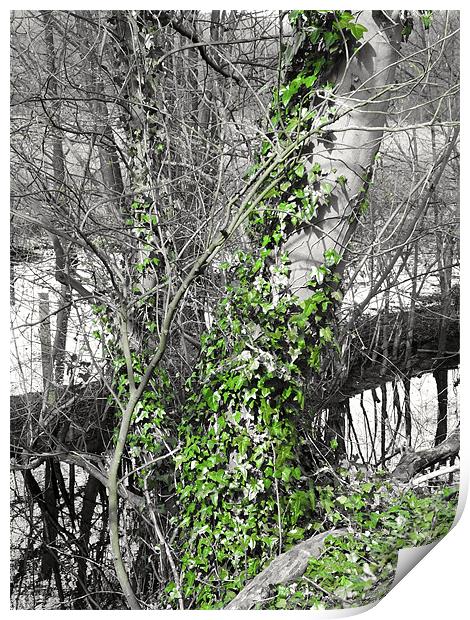Ivy Climb Print by Brian Spooner