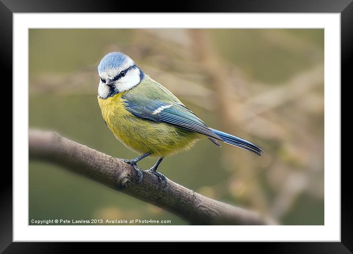 Blue Tit (Cyanistes caeruleus) Framed Mounted Print by Pete Lawless