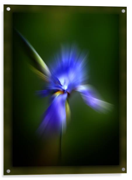Iris. Acrylic by Debra Kelday