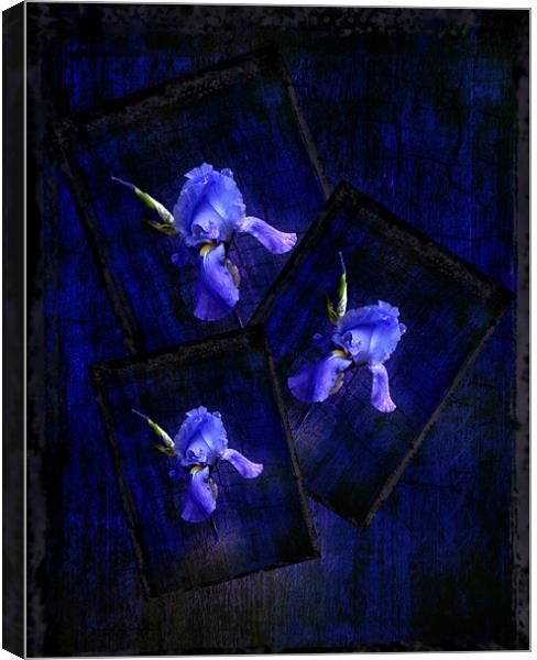 Irises Canvas Print by Debra Kelday