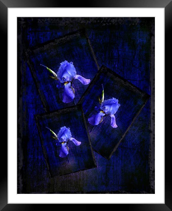 Irises Framed Mounted Print by Debra Kelday