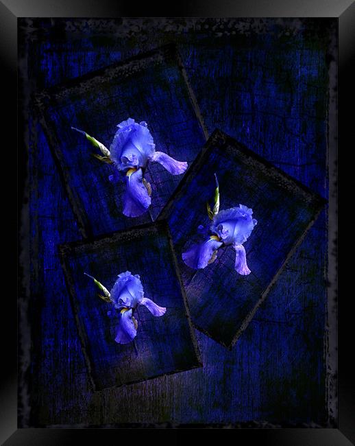 Irises Framed Print by Debra Kelday