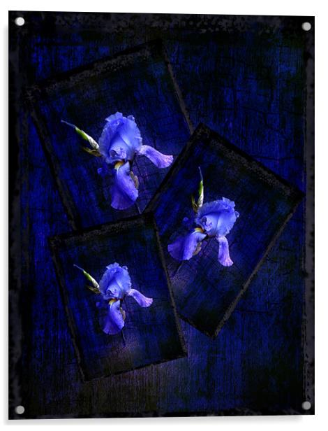 Irises Acrylic by Debra Kelday