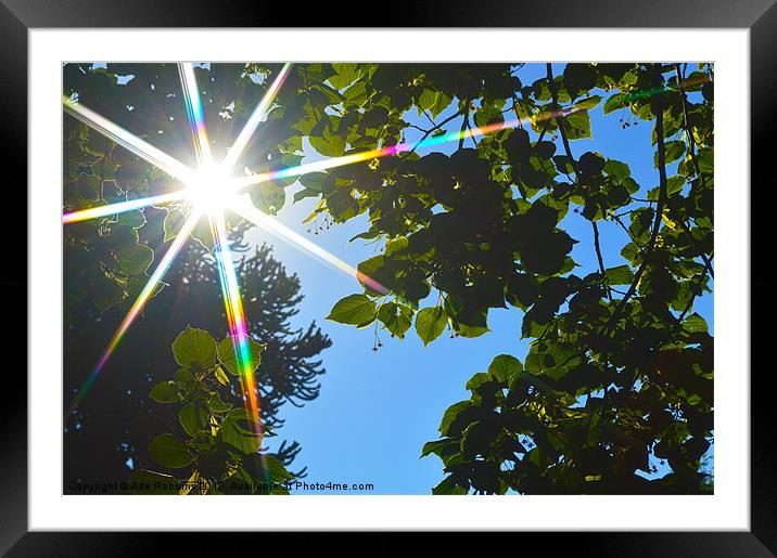 Star 8 through the trees Framed Mounted Print by Ade Robbins