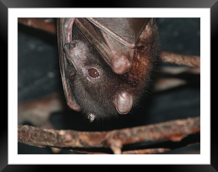 Fruitbat Framed Mounted Print by sharon bennett