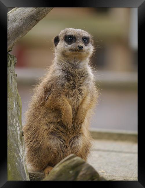 Meerkat Framed Print by sharon bennett