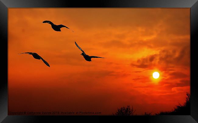 Marmalade skies,duck sunset Framed Print by Catherine Davies