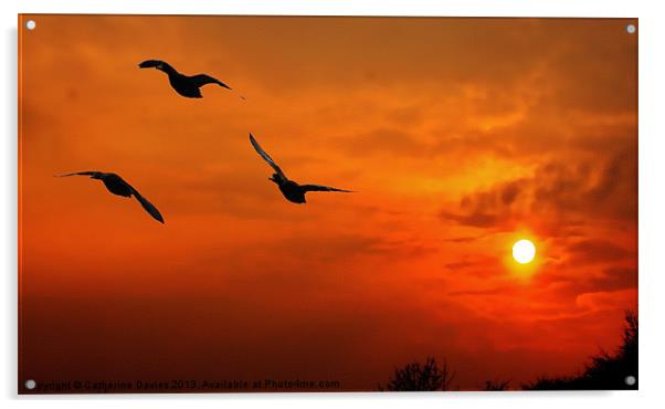 Marmalade skies,duck sunset Acrylic by Catherine Davies