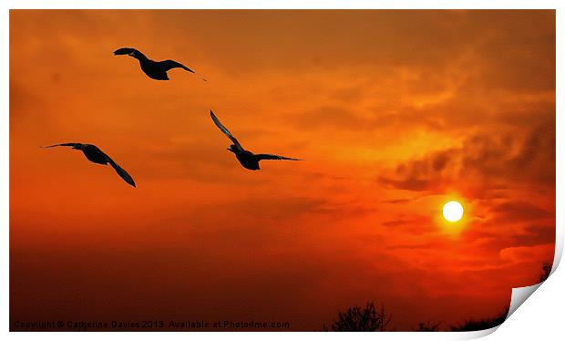 Marmalade skies,duck sunset Print by Catherine Davies