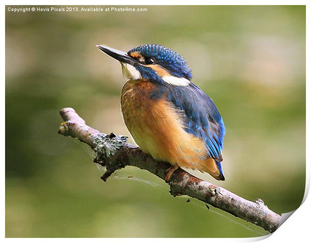 Young Kingfisher Print by Dave Burden