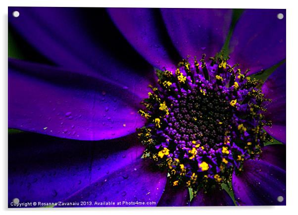 Purple Senetti. Acrylic by Rosanna Zavanaiu