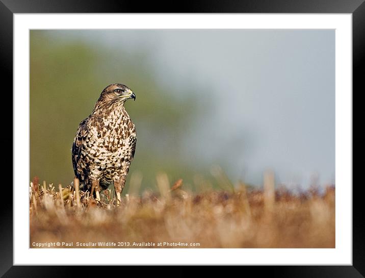 Common Buzzard Framed Mounted Print by Paul Scoullar