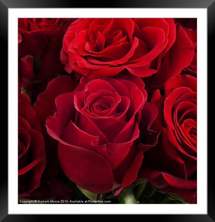 Group of red roses Framed Mounted Print by Graham Moore