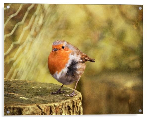 Robin Redbreast - Erithacus rubecula Acrylic by Dawn Cox