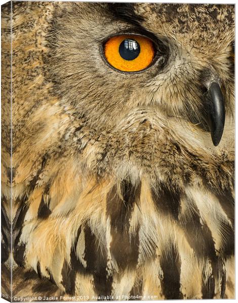 Eagle Owl Canvas Print by Jackie Forrest