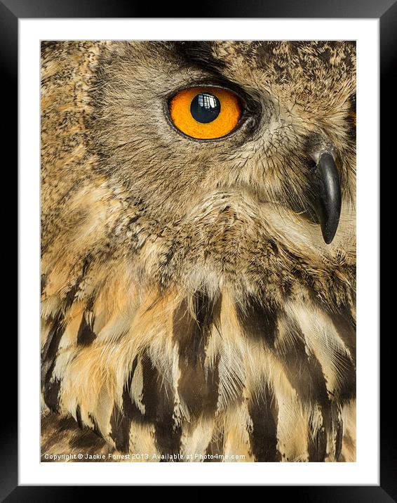 Eagle Owl Framed Mounted Print by Jackie Forrest