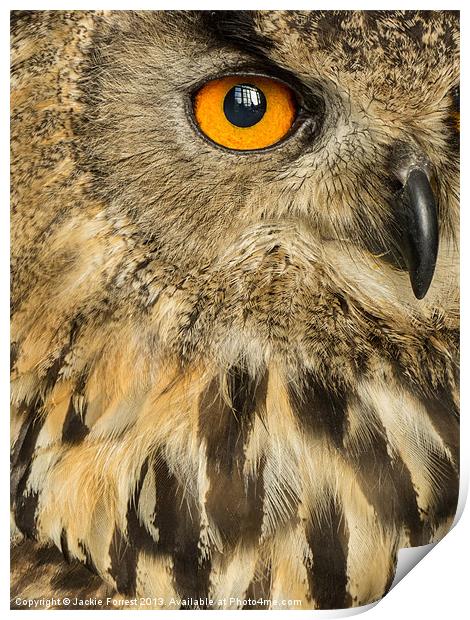 Eagle Owl Print by Jackie Forrest