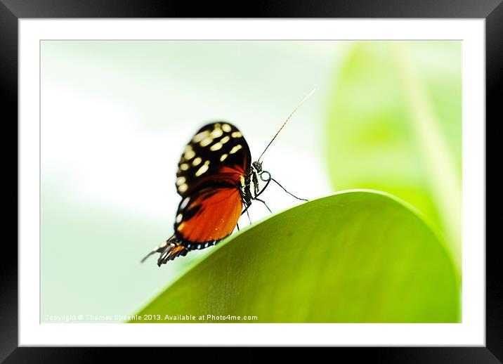 Butterfly Framed Mounted Print by Thomas Stroehle