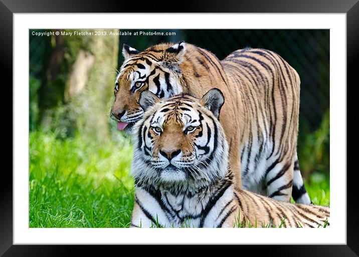 A Pair of Tigers Framed Mounted Print by Mary Fletcher