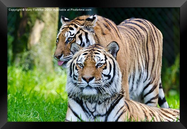 A Pair of Tigers Framed Print by Mary Fletcher