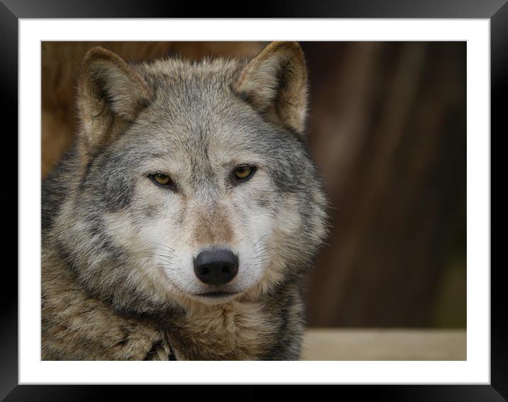 Wolf Portrait Framed Mounted Print by sharon bennett
