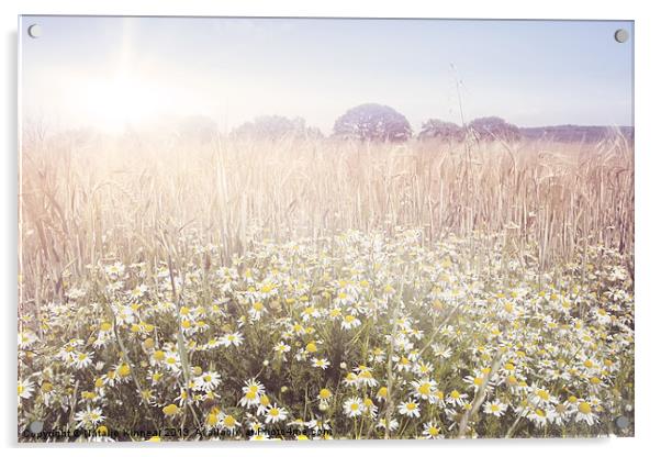 Sunshine over the Fields Acrylic by Natalie Kinnear