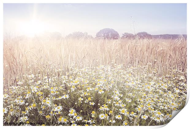 Sunshine over the Fields Print by Natalie Kinnear