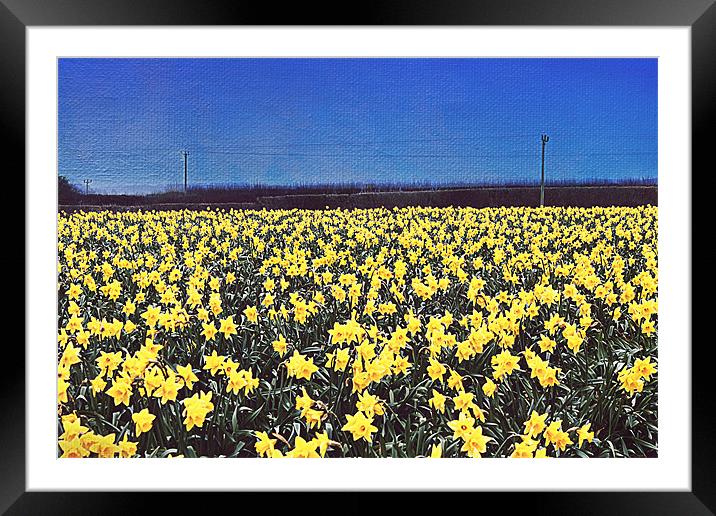 Daffodil Field Framed Mounted Print by Rosanna Zavanaiu