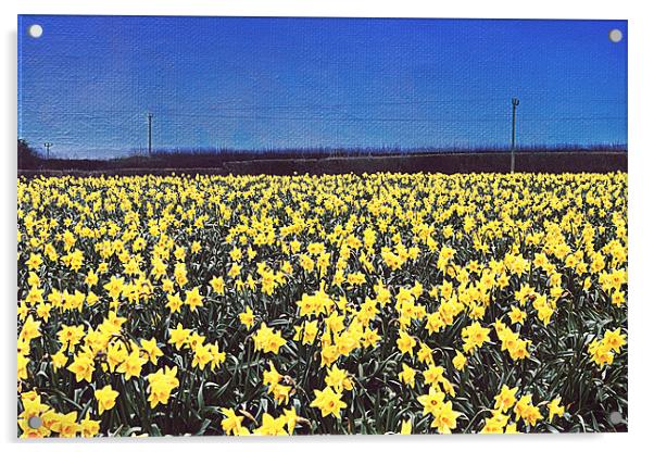 Daffodil Field Acrylic by Rosanna Zavanaiu