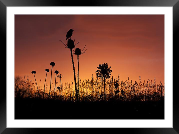 Bird Silouette. Framed Mounted Print by paul cowles